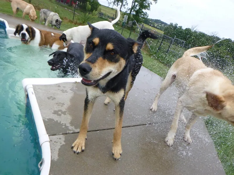 dog standing by pool