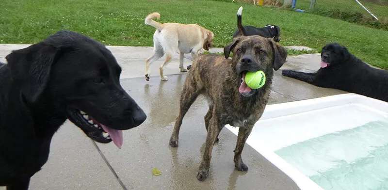 dog with ball in her mouth