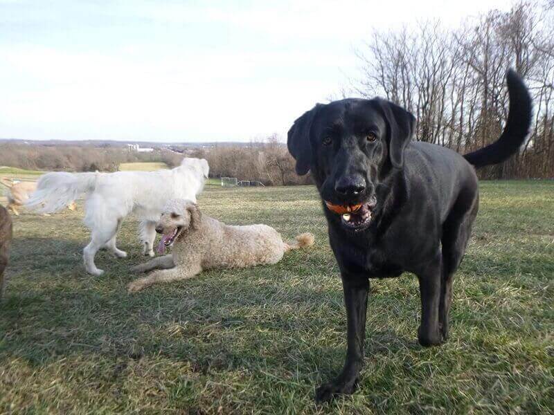 black dog posing