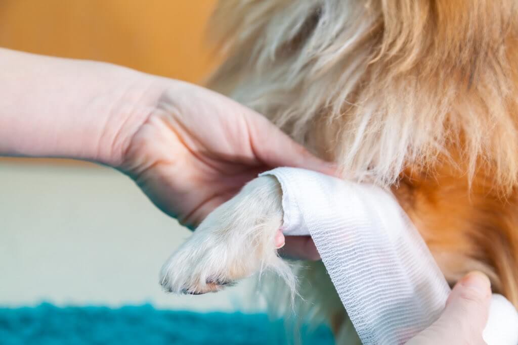 injured dog having its leg bandaged