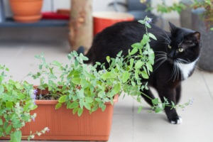 cat looking at a plant