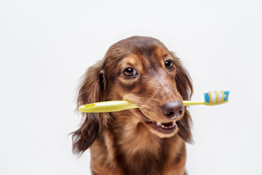 dog holding a toothbrush in its mouth