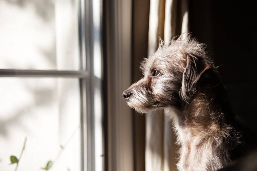 lonely dog looking out the window