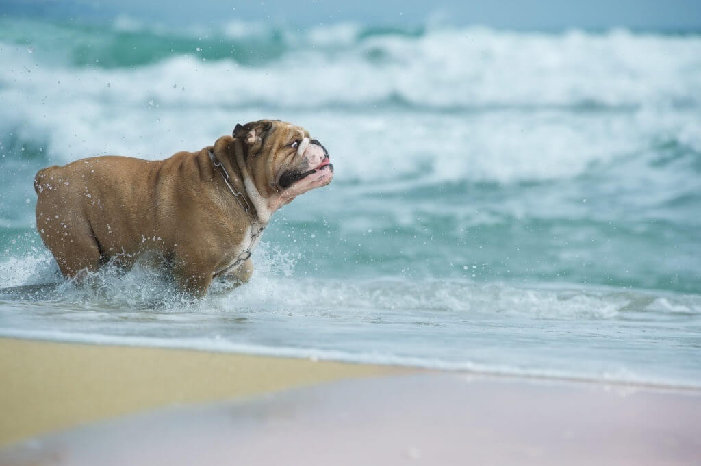 dog at the beach