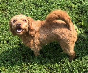 dog playing outside in the grass