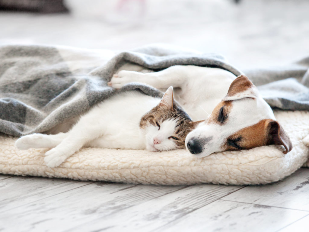 cat and dog cuddling