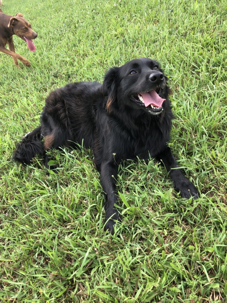 dog playing off-leash