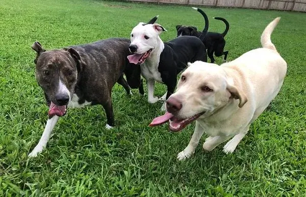 dogs playing together at dog daycare