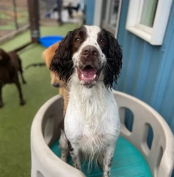 dog playing at daycare