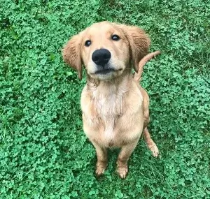 puppy sitting in the grass