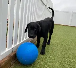 puppy playing with a ball