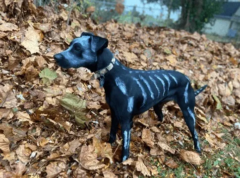 dog in a skeleton costume