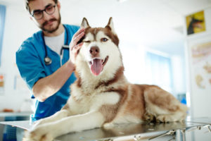 husky at the vet