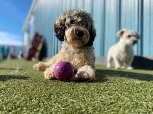 dog with a toy