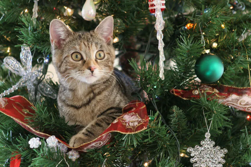 cat sitting in a christmas tree