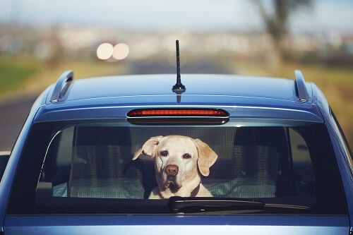 dog riding in a car