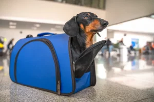 dog sitting in a carrier at an airport