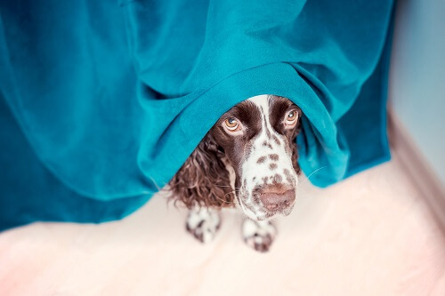 hiding dog afraid of fireworks