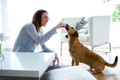 woman playing with her dog indoors