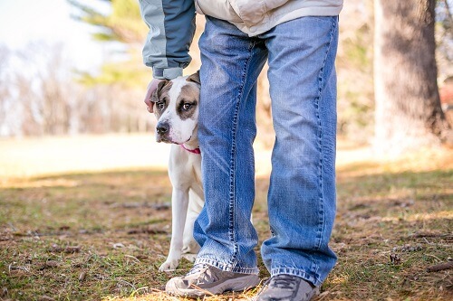 anxious dog with its owner