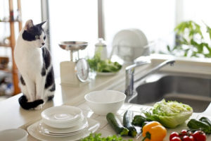 cat sitting on kitchen counter