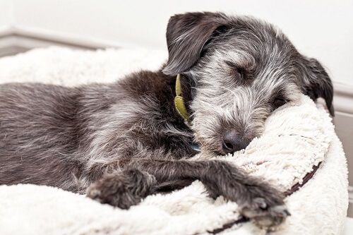 dog sleeping on its bed