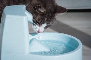 cat drinking water