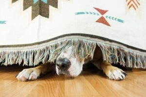 dog hiding from storms