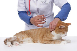 cat receiving a vaccine