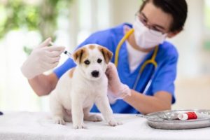 dog getting a vaccine