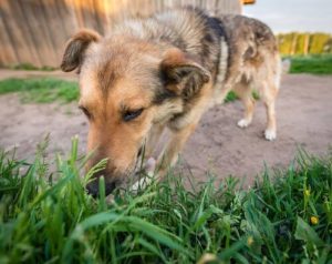 dog eating grass