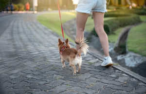 dog walking with owner
