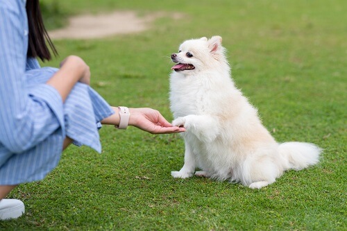 owner training her dog