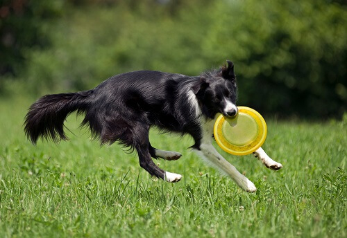dog exercising by playing