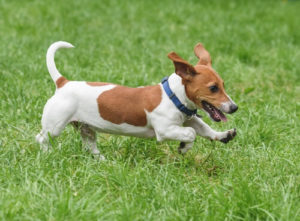 dog playing in the yard