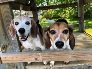 dogs socializing at day care