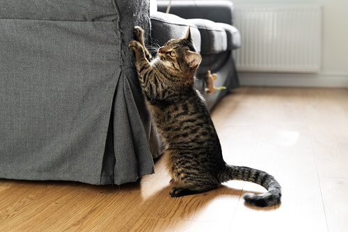 destructive cat clawing at furniture