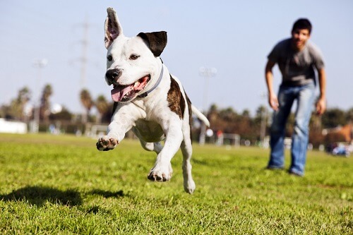 excited dog running around