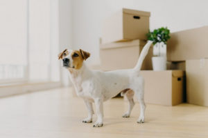 dog stands near packed boxes ready to be moved