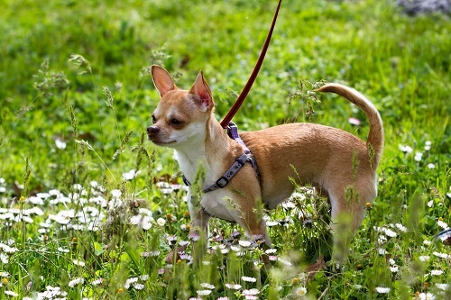 chihuahua dog wearing a harness
