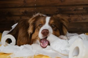 dog eating toilet paper