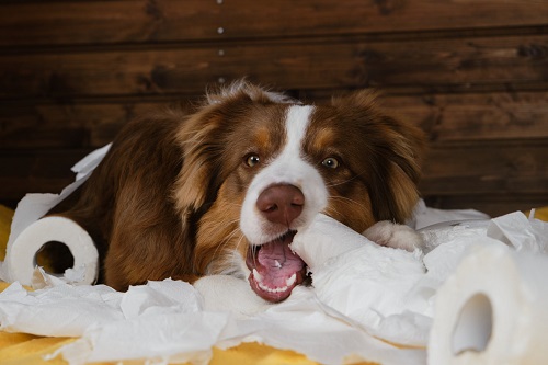 what happens if a dog eats a tissue