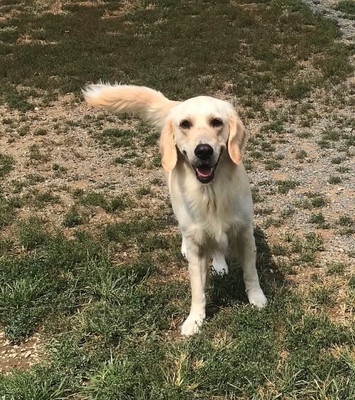 A dog comes to his owner when called.