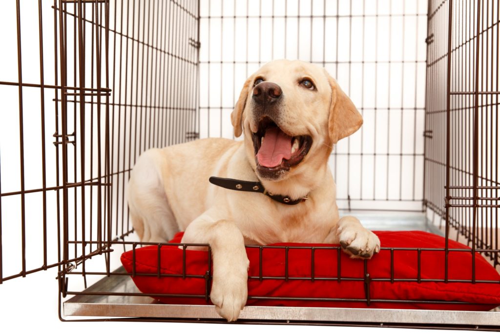 Happy dog in crate.