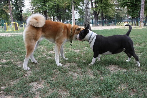 dogs smelling each other at the dog park