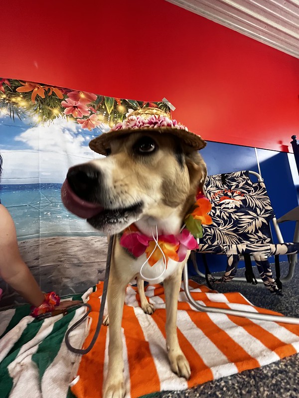 A dog with a flowery hat and lay at a beach day party.