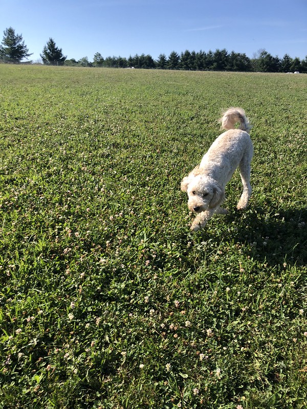 A small dog runs in the sunshine.