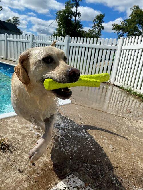 A dog plays with a pool toy on vacation.