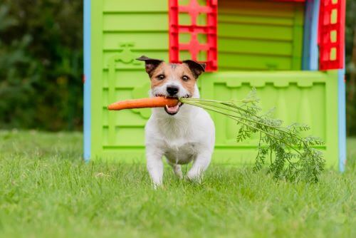 A dog runs with a carrot in his mouth.