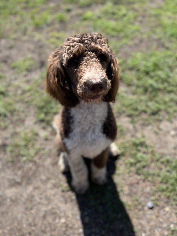 A brown dog with curly hair sits on the ground and stares at camera.